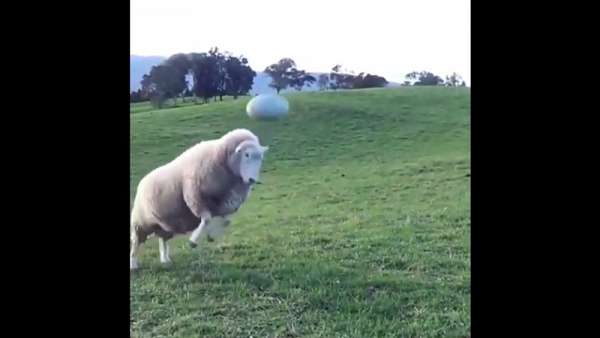 La oveja que juega al Rugby