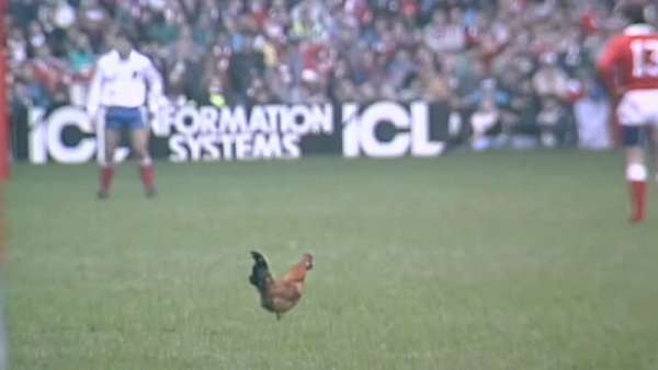 ¿El trabajo más difícil en el rugby? Sacar un animal de la cancha!